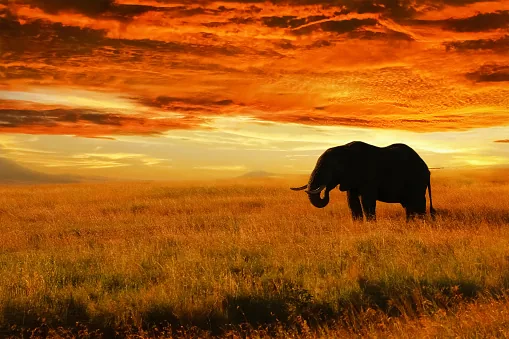Elephant silhouette at sunset on the Tanzanian savanna