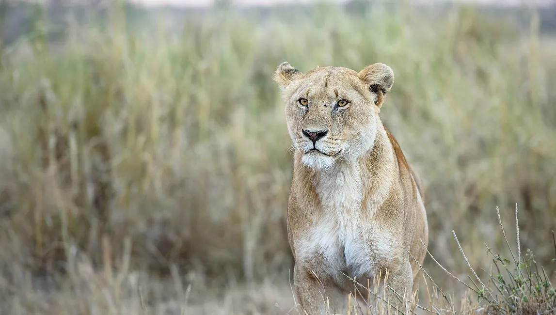 A lioness scanning the grasslands of a Tanzania national park