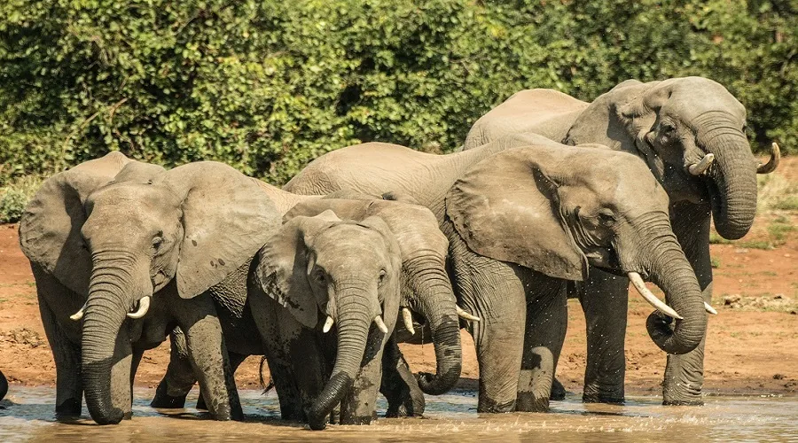 First Tanzania safari game drive vehicle in national park