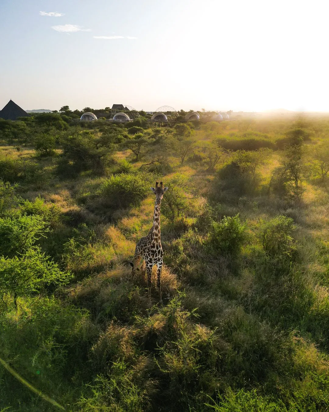 Luxury tented safari camp in Tanzania savanna with giraffe