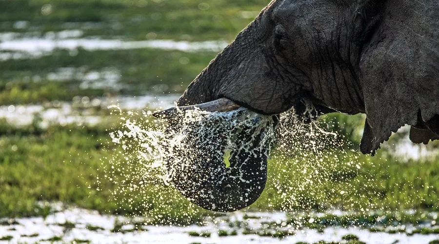 Wildlife game drive in Serengeti National Park