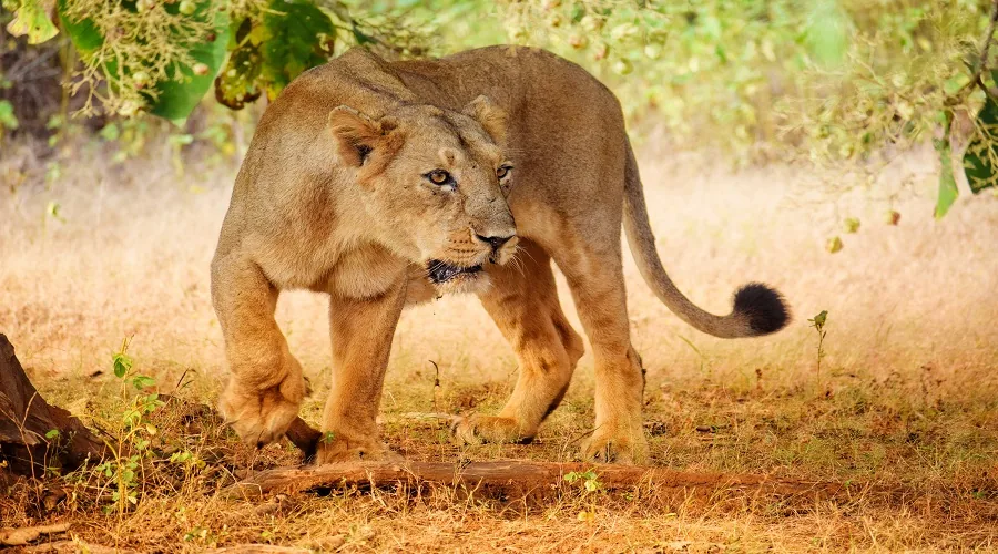 Wildlife game drive in Serengeti National Park