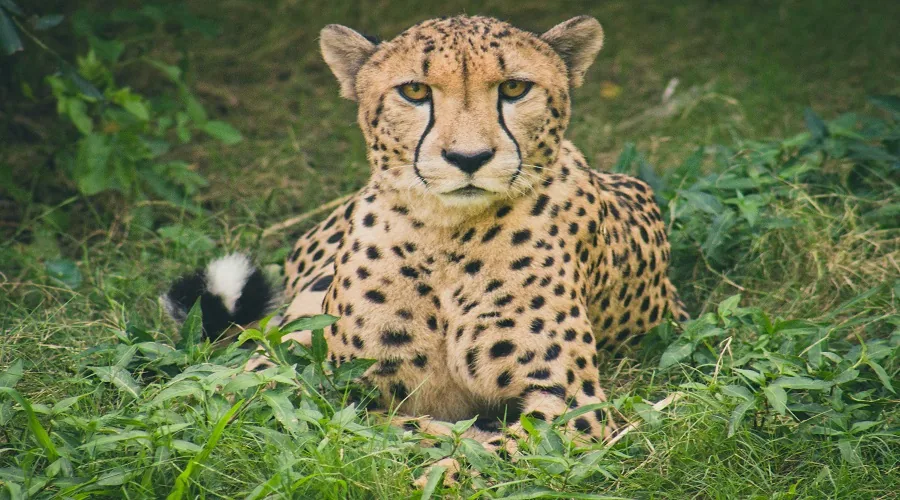 Wildlife game drive in Serengeti National Park