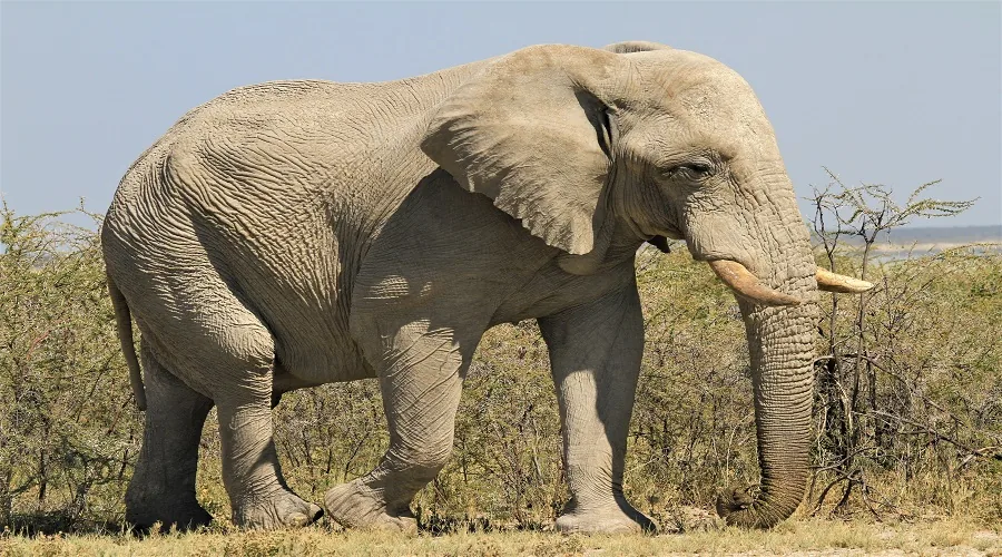 Wildlife game drive in Serengeti National Park