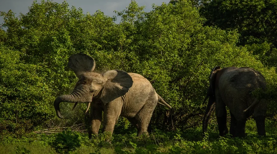 Wildlife game drive in Serengeti National Park