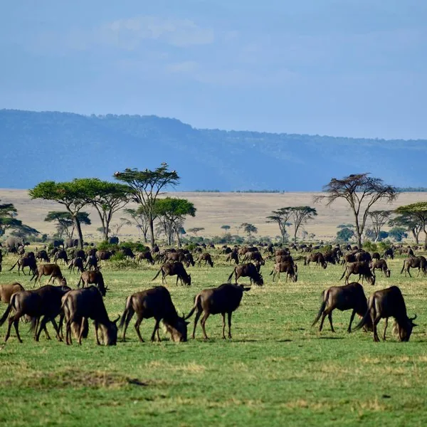 Tanzania safari wildlife and landscape