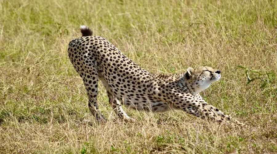Wildlife scene from the Serengeti and Ngorongoro safari