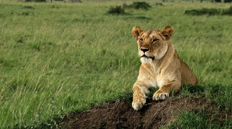 Wildlife game drive in Serengeti National Park