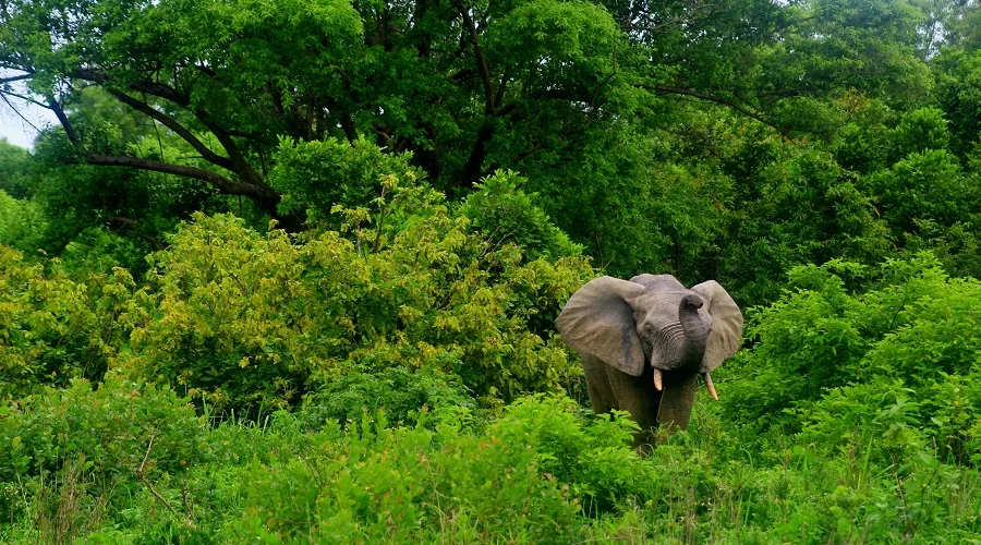 Tanzania safari wildlife and landscape