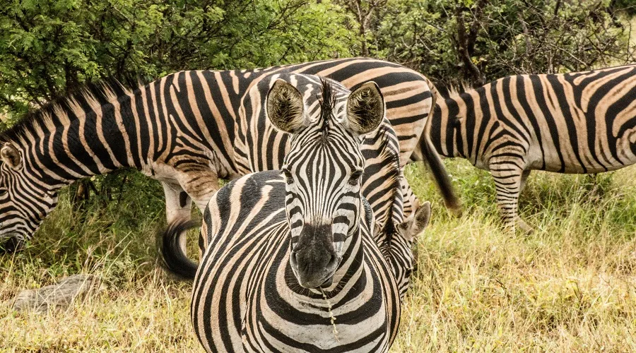 Elephants and wildlife in Tarangire National Park