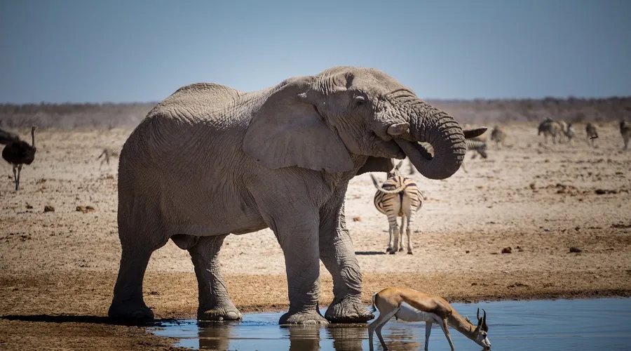 Lake Manyara National Park wildlife