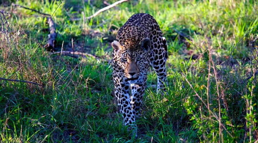 Lake Manyara National Park wildlife