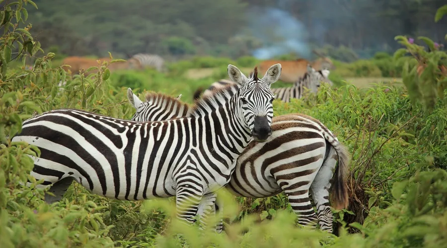 Lake Manyara National Park wildlife