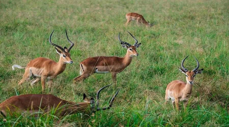 Tanzania safari wildlife and landscape