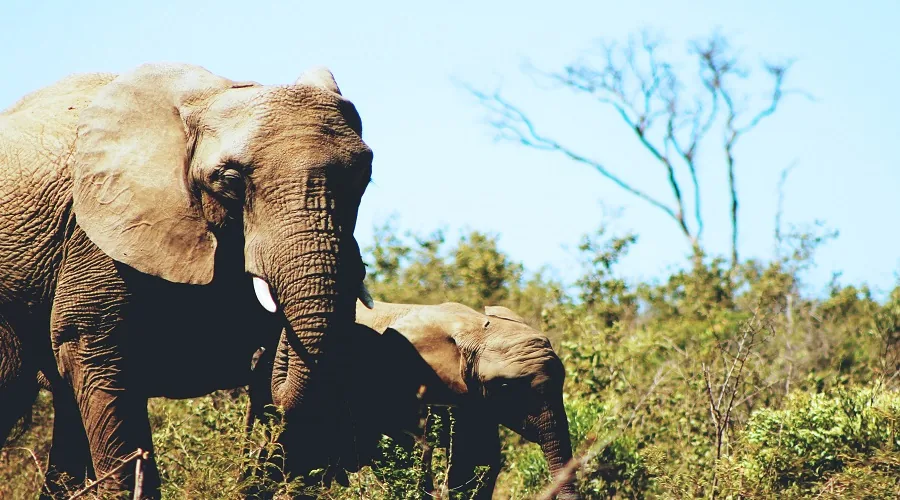 Tanzania safari wildlife and landscape