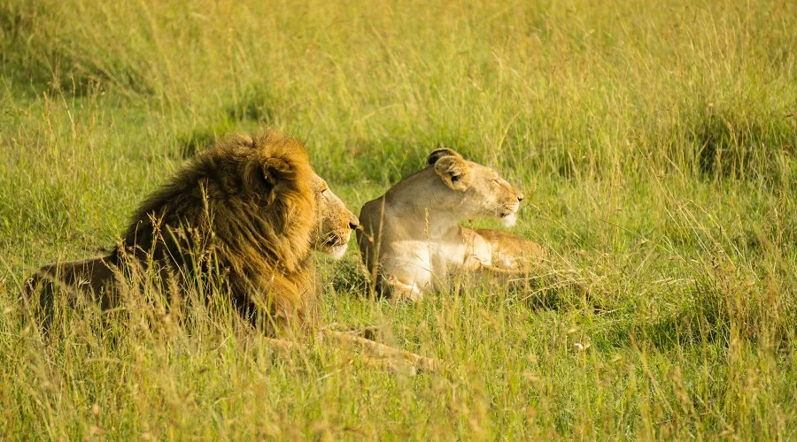 Tanzania safari wildlife and landscape
