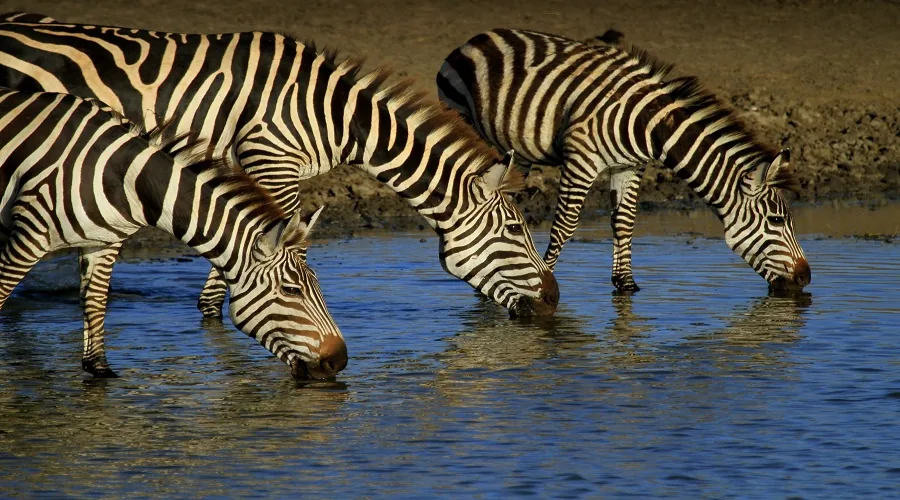 Safari vehicle on a game drive in Tanzania