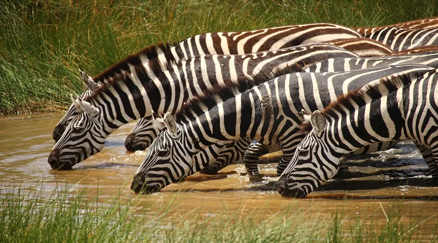 Tanzania safari wildlife and landscape