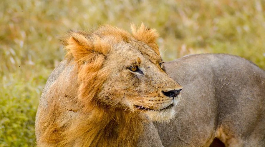 Tanzania safari wildlife and landscape