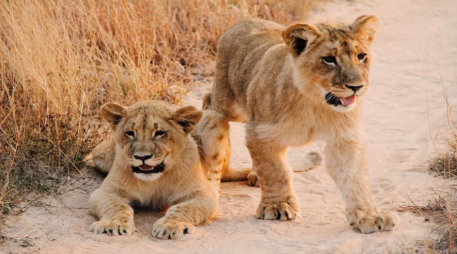 Tanzania safari wildlife and landscape
