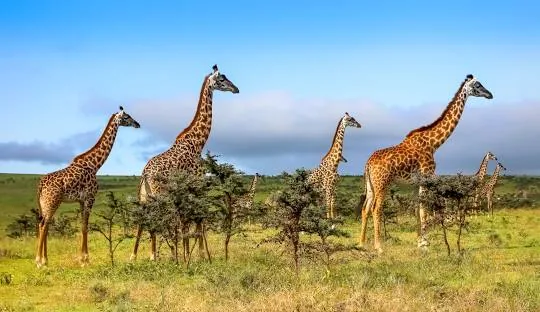 Wildlife game drive in Serengeti National Park