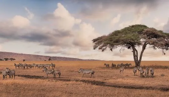 Tanzania safari wildlife and landscape