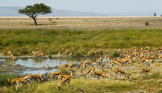 Lake Manyara National Park wildlife