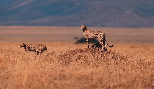 Tanzania safari wildlife and landscape