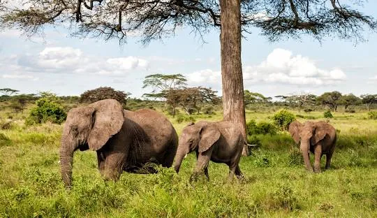 Tanzania safari wildlife and landscape