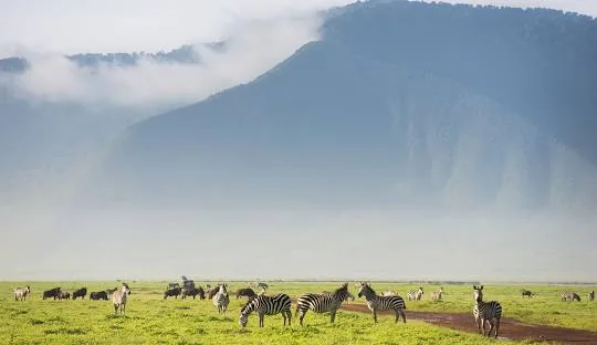 Wildlife in the Ngorongoro Crater, Tanzania