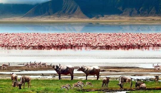 Wildlife in the Ngorongoro Crater, Tanzania