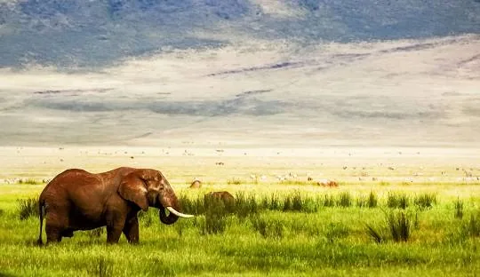 Wildlife in the Ngorongoro Crater, Tanzania