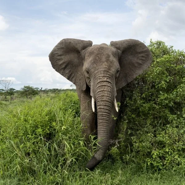 Tanzania safari wildlife and landscape