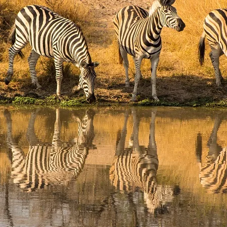 Tanzania safari wildlife and landscape