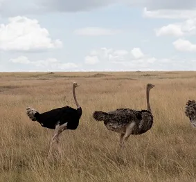 Tanzania safari wildlife and landscape