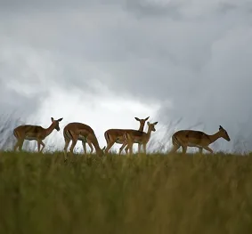 Tanzania safari wildlife and landscape