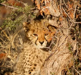 Tanzania safari wildlife and landscape