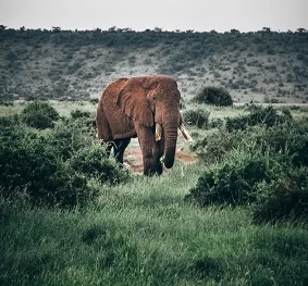 Tanzania safari wildlife and landscape