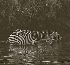 Tanzania safari wildlife and landscape
