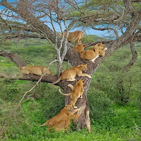 Tanzania safari wildlife and landscape
