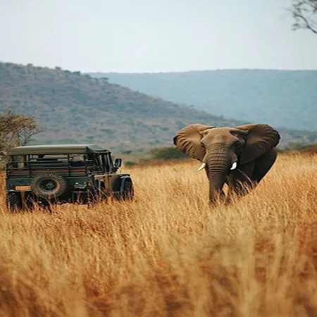 Tanzania safari wildlife and landscape