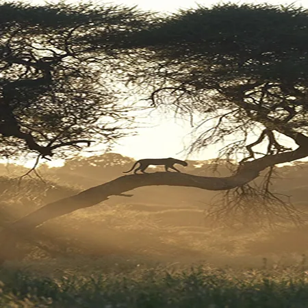 Tanzania safari wildlife and landscape