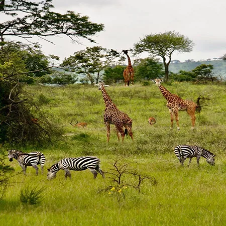 Tanzania safari wildlife and landscape