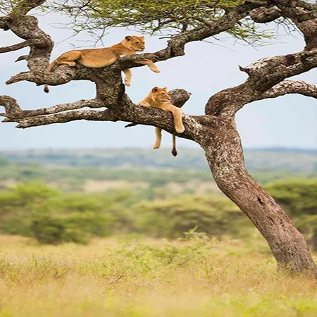 Tanzania safari wildlife and landscape