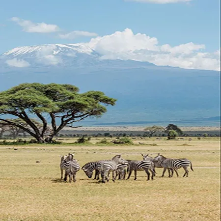 Tanzania safari wildlife and landscape