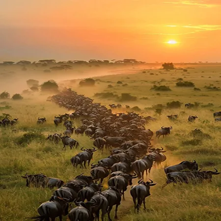 Tanzania safari wildlife and landscape