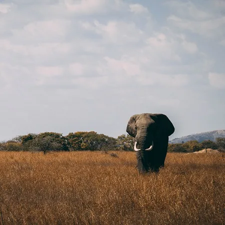 Tanzania safari wildlife and landscape