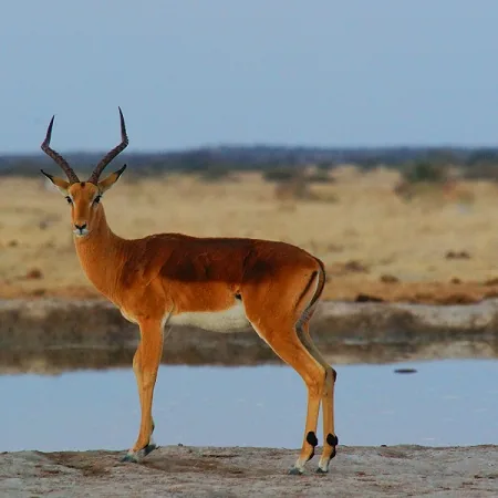 Tanzania safari wildlife and landscape
