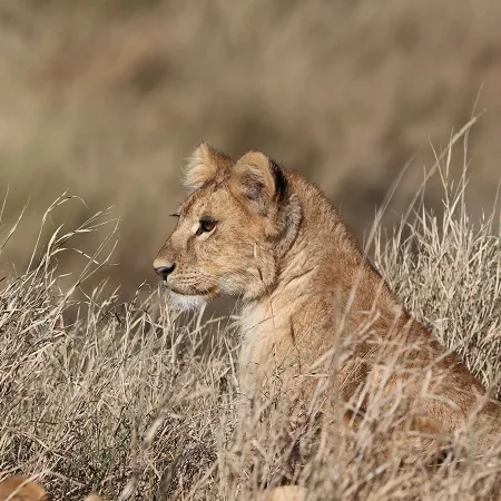 Tanzania safari wildlife and landscape