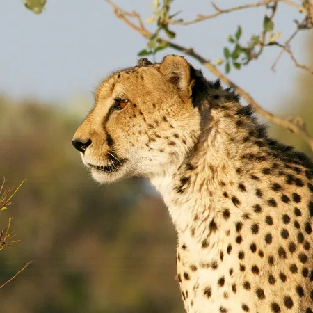 Tanzania safari wildlife and landscape